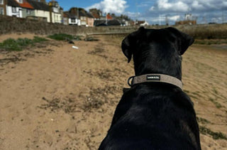 Make Your Dog Egg-static This Easter!