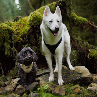 Dog Harnesses