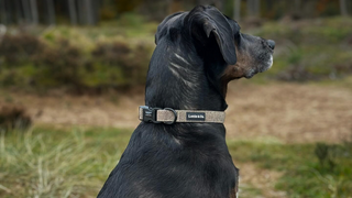 Brown Tweed Dog Collar
