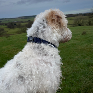 Corduroy Navy Small Dog Collar