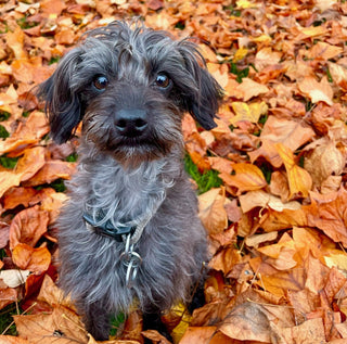 Customer picture of brown tweed collar