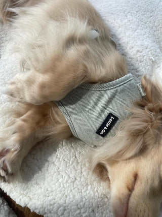Lottie & Co Sage Green Harness on Dashaund
