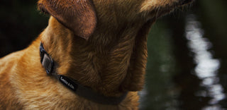 Lottie & Co brown tweed collar on dog in river