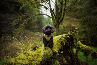 Lottie and Co Neutral Corduroy Dog Harness