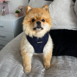 Pomeranian wearing blue harness