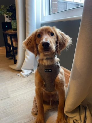 Puppy wearing brown tweed harness