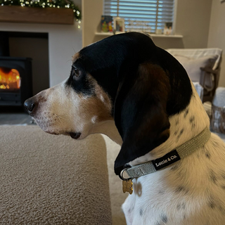 Sage Tweed Small Dog Collar