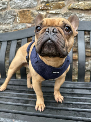 french bulldog wearing navy harness