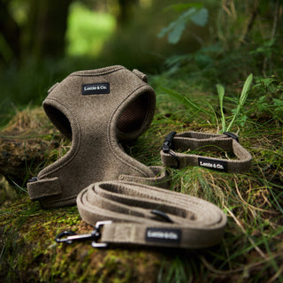 light brown herringbone tweed dog harness, lead and collar