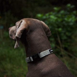 Premium Tweed Dog Collars: Stylish Walk Wear for Everyday