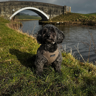 A Spring/ Summer Must-Have: The Tweed Dog Harness
