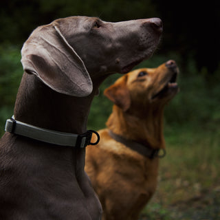 Sage green herringbone tweed dog collar on grey dog and red dog in the background