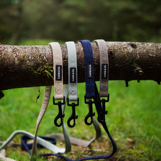 4 dog leads draped over branch