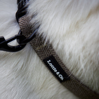 Light Brown Herringbone Dog Collar on white dog