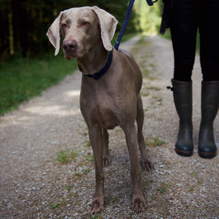 Navy corduroy dog collar and lead on grey Weimaraner