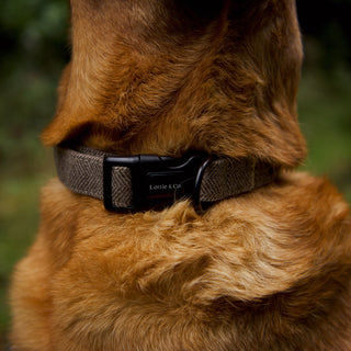light brown herringbone tweed dog  collar on red fox Labrador