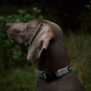 Sage green herringbone tweed dog collar on Weimaraner