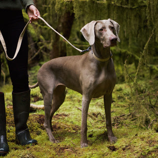 Neutral corduroy dog collar and lead on grey Weimaraner