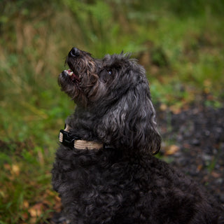 Neutral corduroy dog collar on Malitpoo dog