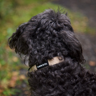 Neutral corduroy dog collar on black dog