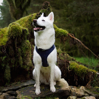 Navy corduroy dog harness on white dog