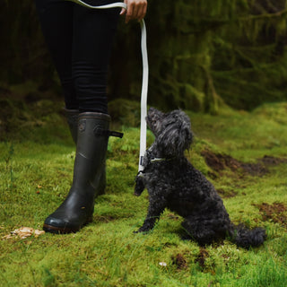 Sage green herringbone tweed dog collar and lead on black Maltipoo dog