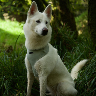 Sage green herringbone tweed dog harness on white dog