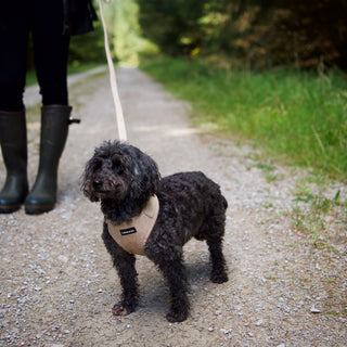 Neutral corduroy dog harness on black Maltipoo dog