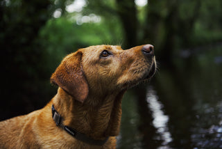 Brown tweed collar full image