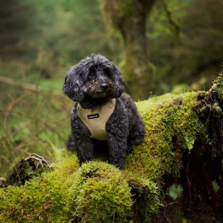 Neutral corduroy dog harness on black Maltipoo dog