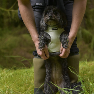 Sage green herringbone tweed dog harness on black Maltipoo dog