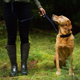 Navy corduroy dog lead and collar on red fox labrador