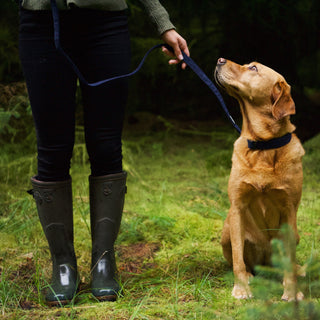 Navy corduroy dog lead and collar on red fox labrador