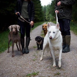 Group of Dogs wearing Lottie & Co Dog Walk Wear