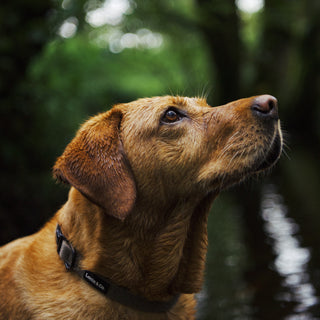 Light Brown Herringbone Dog Collar on Red Fox Labrador 