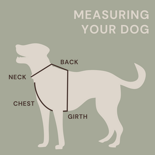 Lottie & Co Dog Measuring Guide