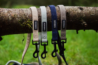 4 dog leads draped across a branch