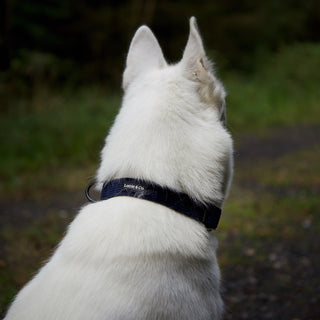 Navy corduroy dog  collar on white dog