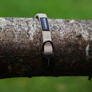 Neutral corduroy dog collar draped over branch