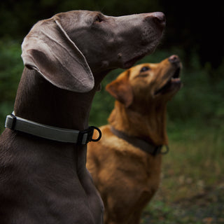 Sage green and brown tweed dog collars on dogs