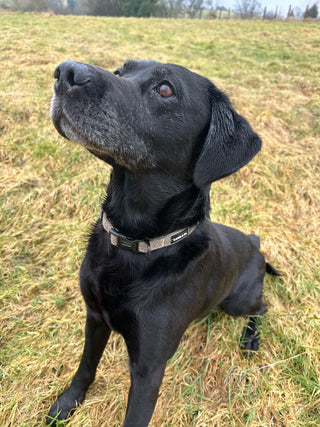 black Labrador wearing brown tweed dog collar 