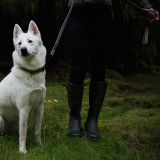 light brown herringbone tweed dog lead attached to collar on white dog